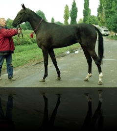 Zahida 01YK2003